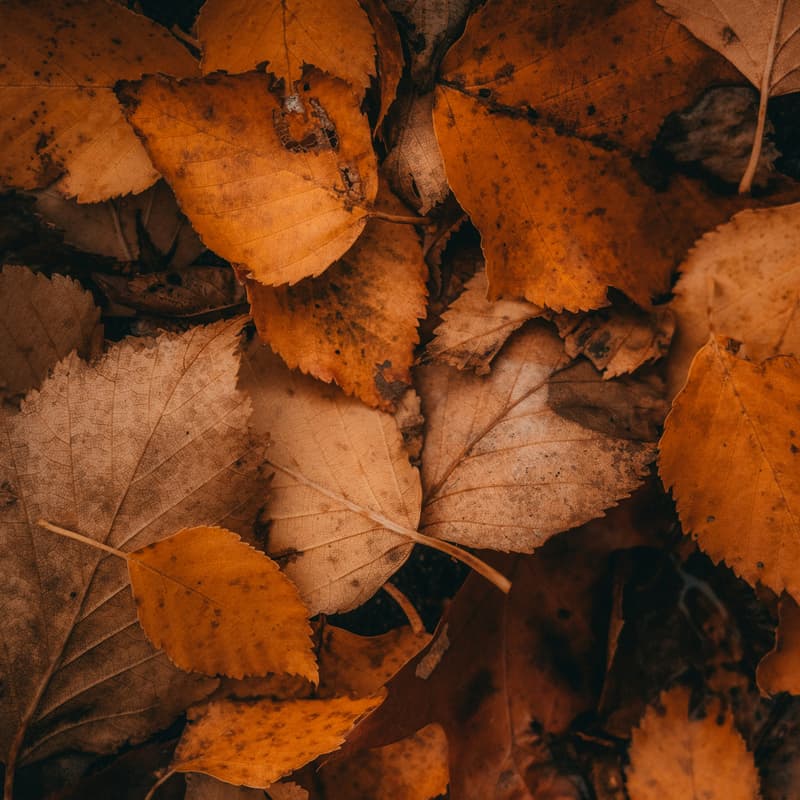 Cover Image for Autumn Welcome Walk