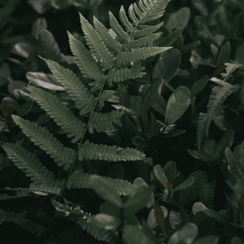 Cover Image for Ciclo de Cine Medioambiental
