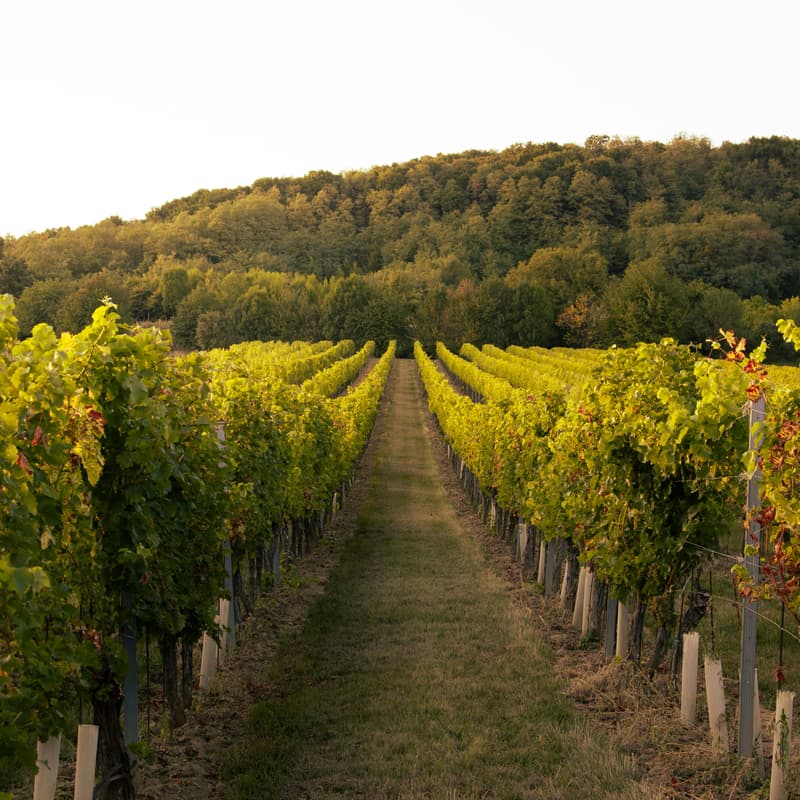 Cover Image for Balisetri Vineyards
