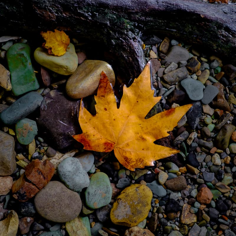 Cover Image for Sun, Moon & Stars Group Coaching - November