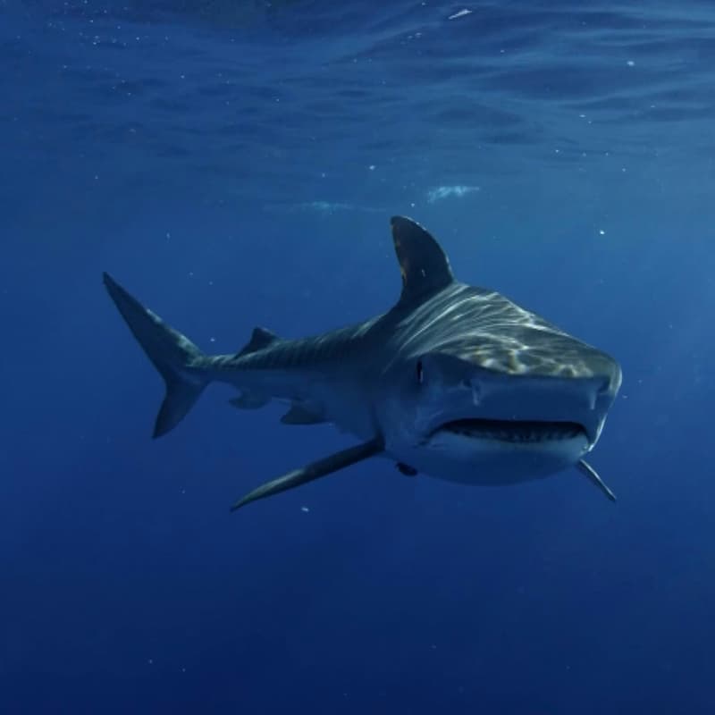 Cover Image for $20,000 New Venture Championship 'Shark Tank' Competition