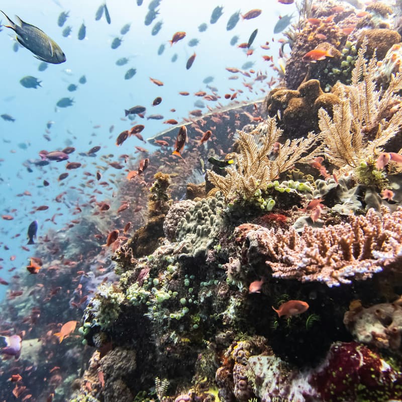 Cover Image for LIVE@Frost Science: Lights, Camera, Action to Save Florida’s Coral Reef