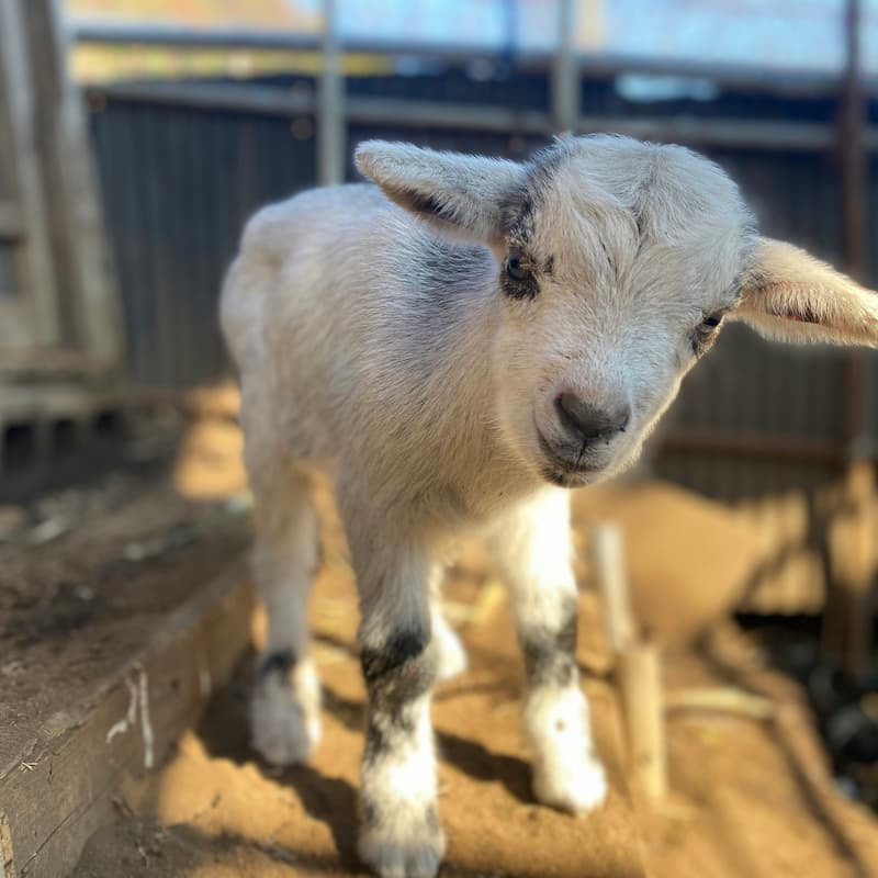 Cover Image for Healing Farm Experience