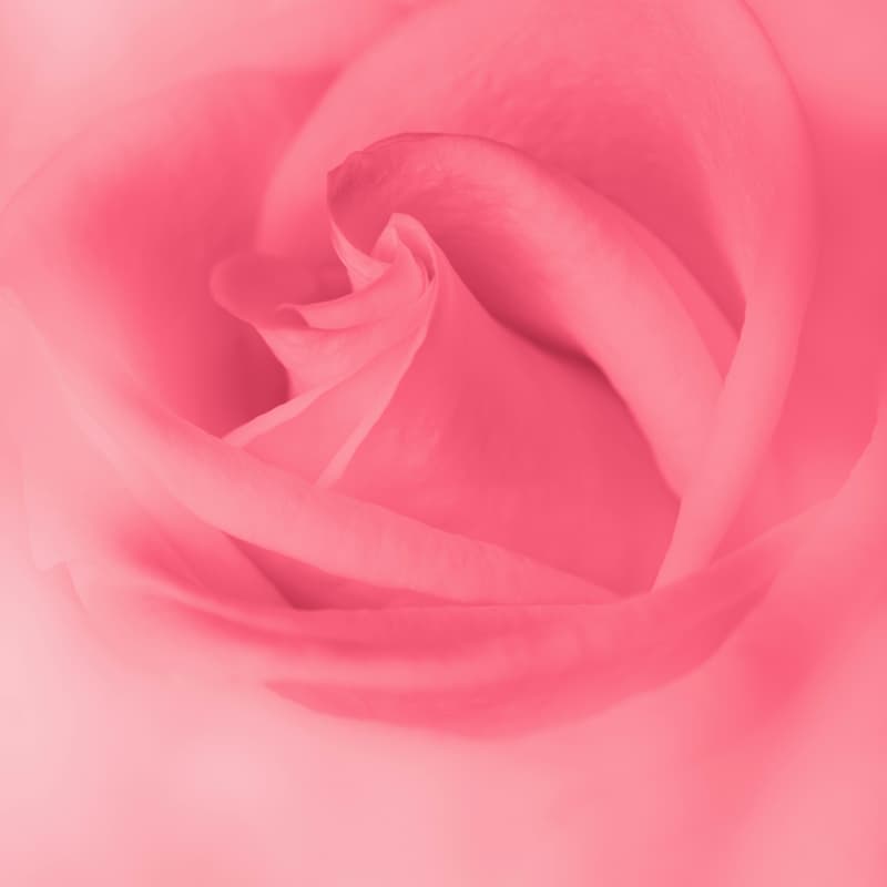 Cover Image for Pause for Menopause