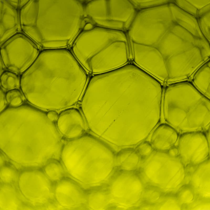 Cover Image for €80 MILLION in EU Funding: How to Win Circular Bio-Based Europe (CBE) Grants for Bioeconomy Innovation