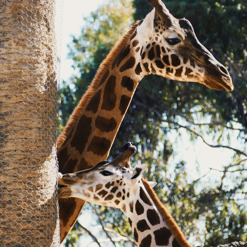 Cover Image for Giraffes at the Zoo