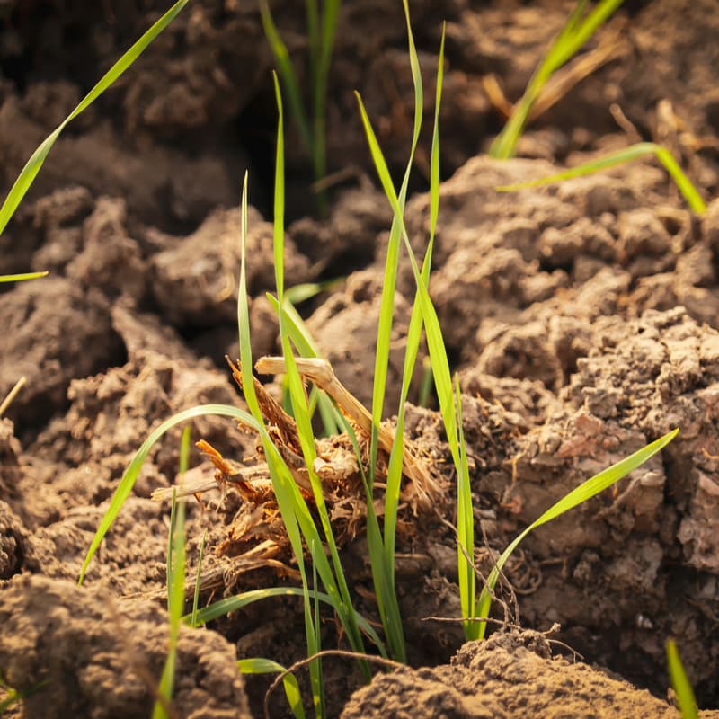 Cover Image for Cultivating Your 2026