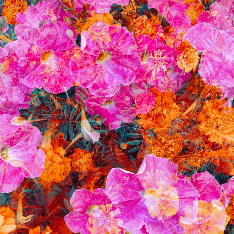 Cover Image for Flourishing Now