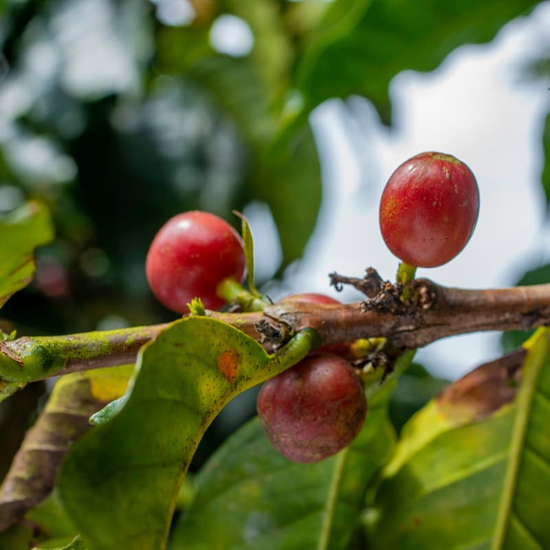 Cover Image for Coffee, carbon removal, and co-benefits: Transforming coffee waste into biochar to help the coffee industry face climate risk.