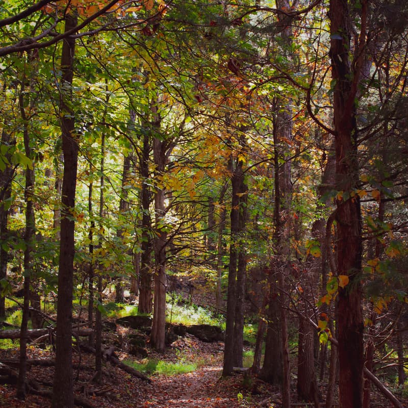 Cover Image for Green Lane Park Hike for Hope