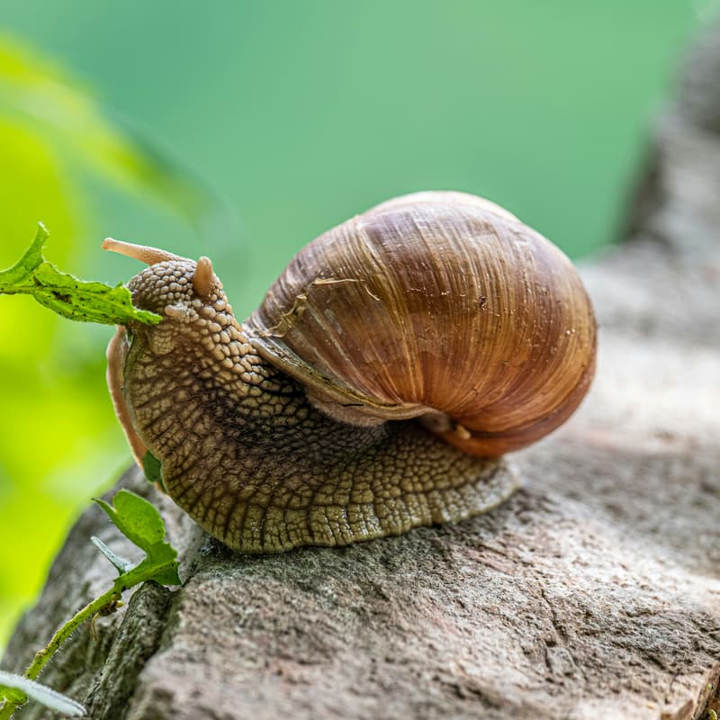 Cover Image for Making Degrowth Happen: The What, How, and Why for Climate Advocates