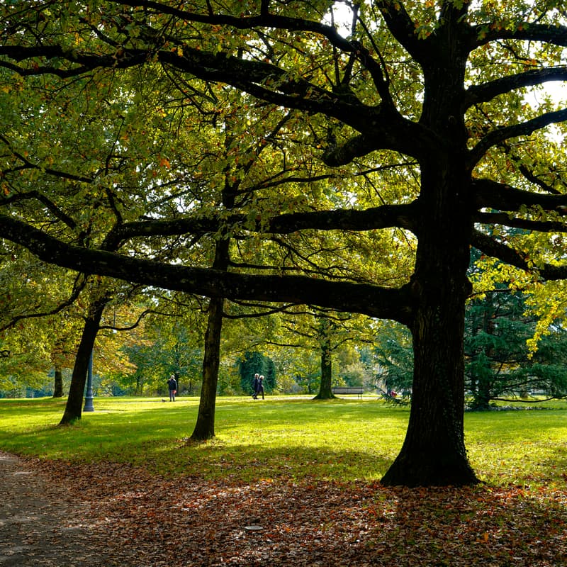 Cover Image for Volunteer: Crotona Street Tree Care