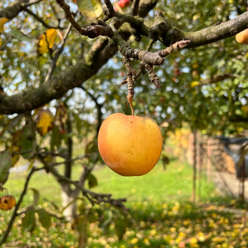 Cover Image for Commune Book Club: Low Hanging Community Fruits, Featuring Gillian Morris And Priya Rose