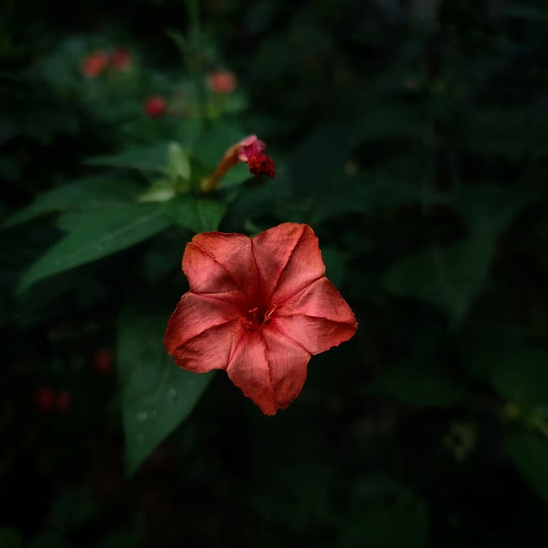 Cover Image for Flourishing Now // Session 1