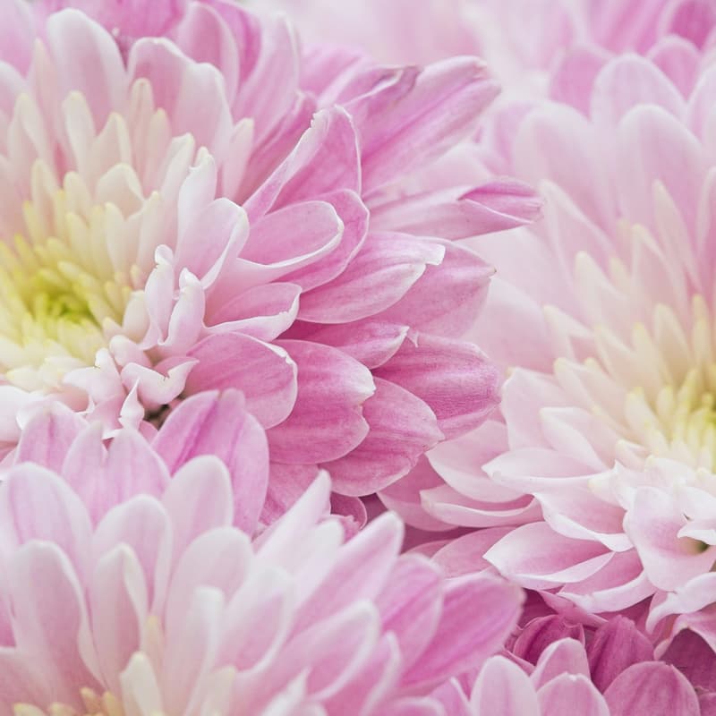 Cover Image for Flower Arrangement Workshop: Love Grows from Knowing