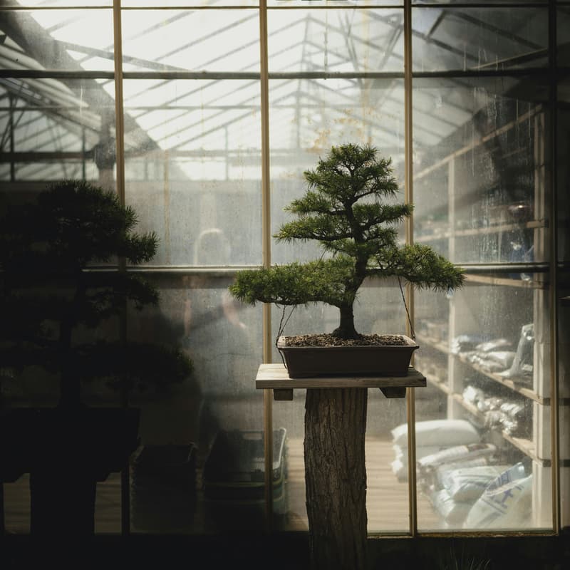 Cover Image for Bonsai Thinking - the Three Dimensions of Learning: Growing all life, Growing Strong Roots, Growing in New Places