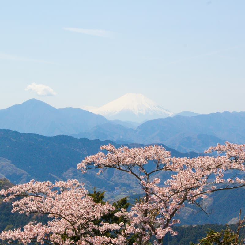 Cover Image for Building a Network State in Japan