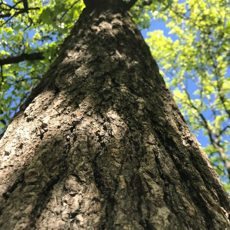 Cover Image for Forest Bathing+ session at Hatfield House