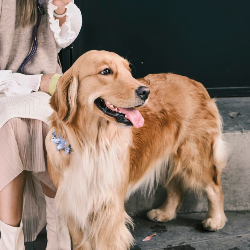Cover Image for Final Victory: Adoption Event
