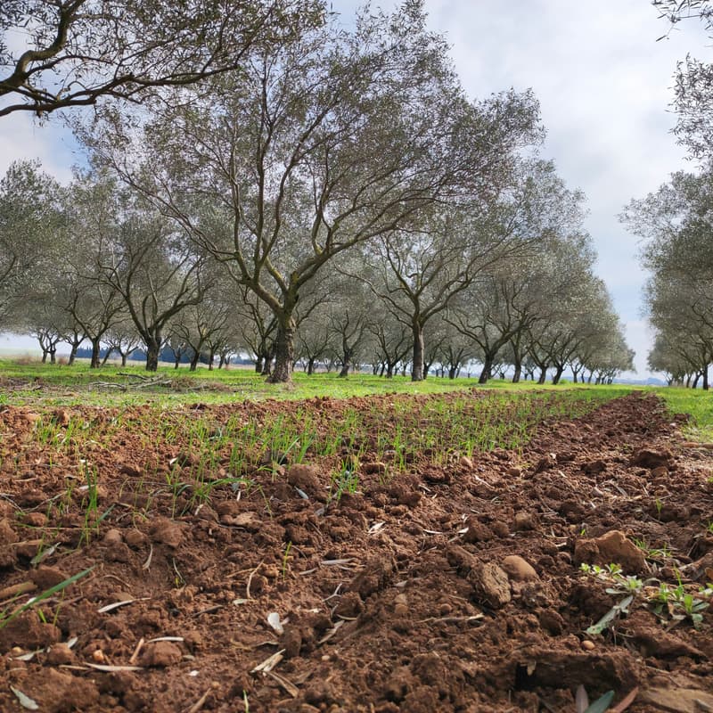 Cover Image for Climate-Smart Agroforestry Market Development in the Mid-Atlantic