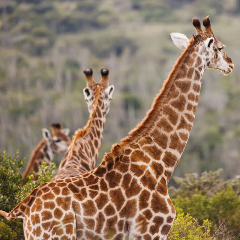 Cover Image for Giraffes on a Hike (Giraffe-Only)