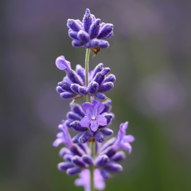 Cover Image for Lavender Melodies | A Midsummer Sound Bath