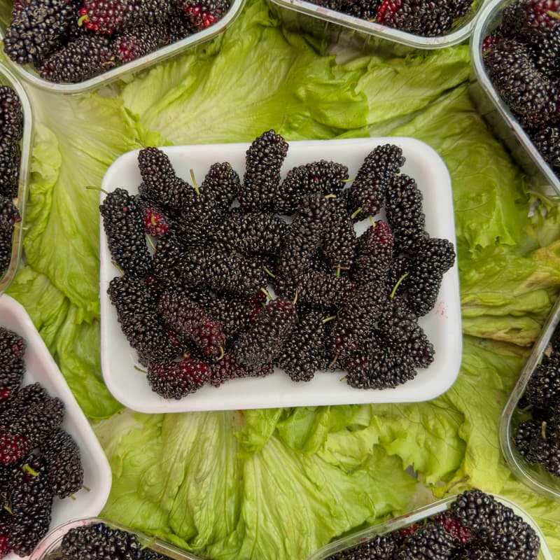 Cover Image for Mulberry Picking for Whole Family