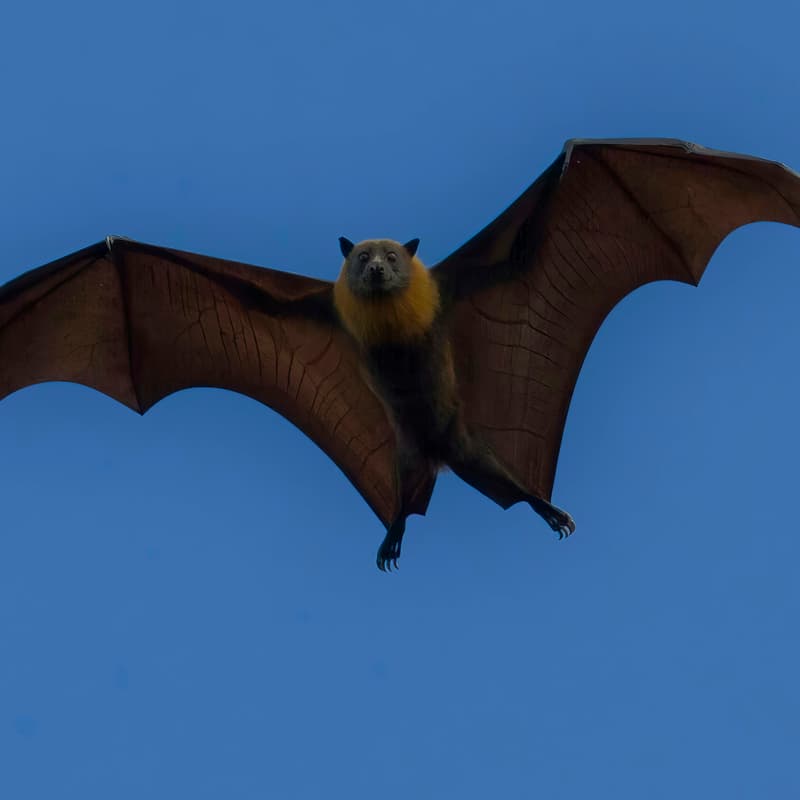 Cover Image for BAT Observations Kick-Off Event