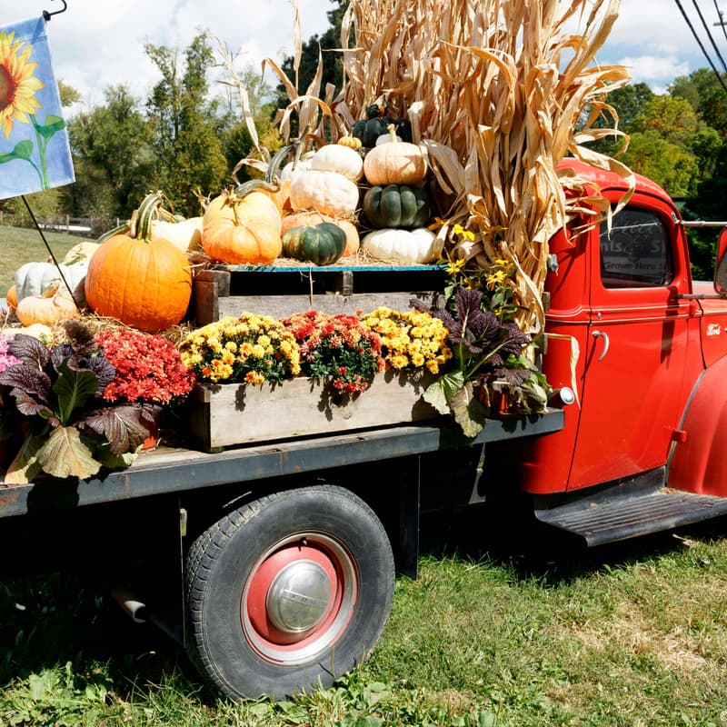 Cover Image for IFMA Fall Festival https://ifma-hamptonroads.org/fall-festival/