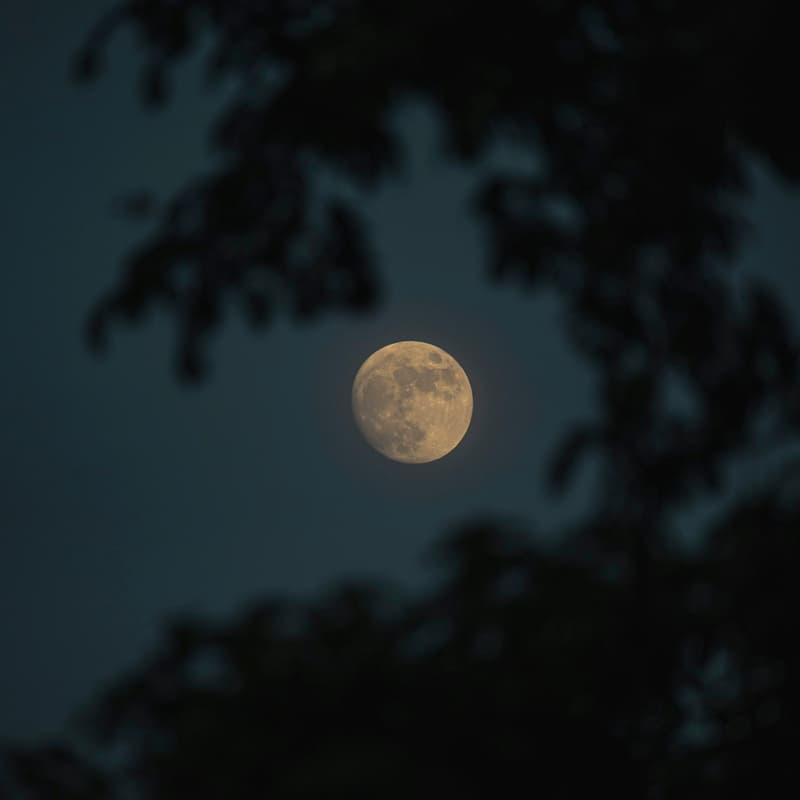 Cover Image for Sturgeon Full Moon Walk