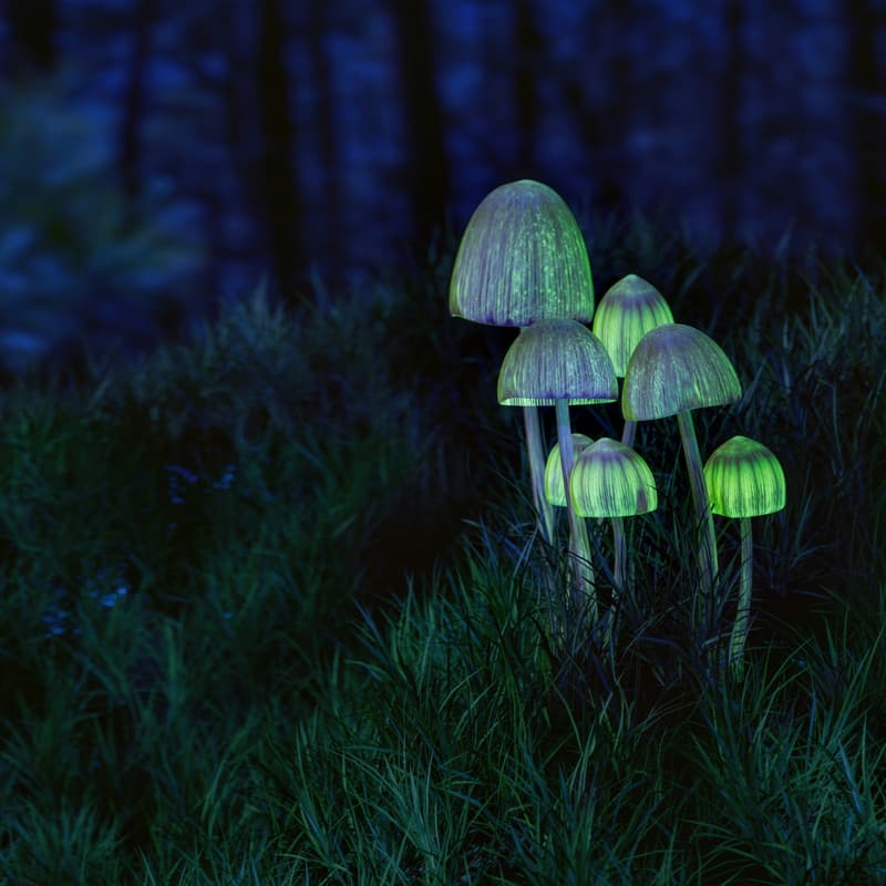 Cover Image for Tea Party - Shroomy Vibes