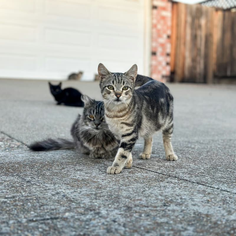 Cover Image for Chicago Community Cat Insulated Shelter-Making Event