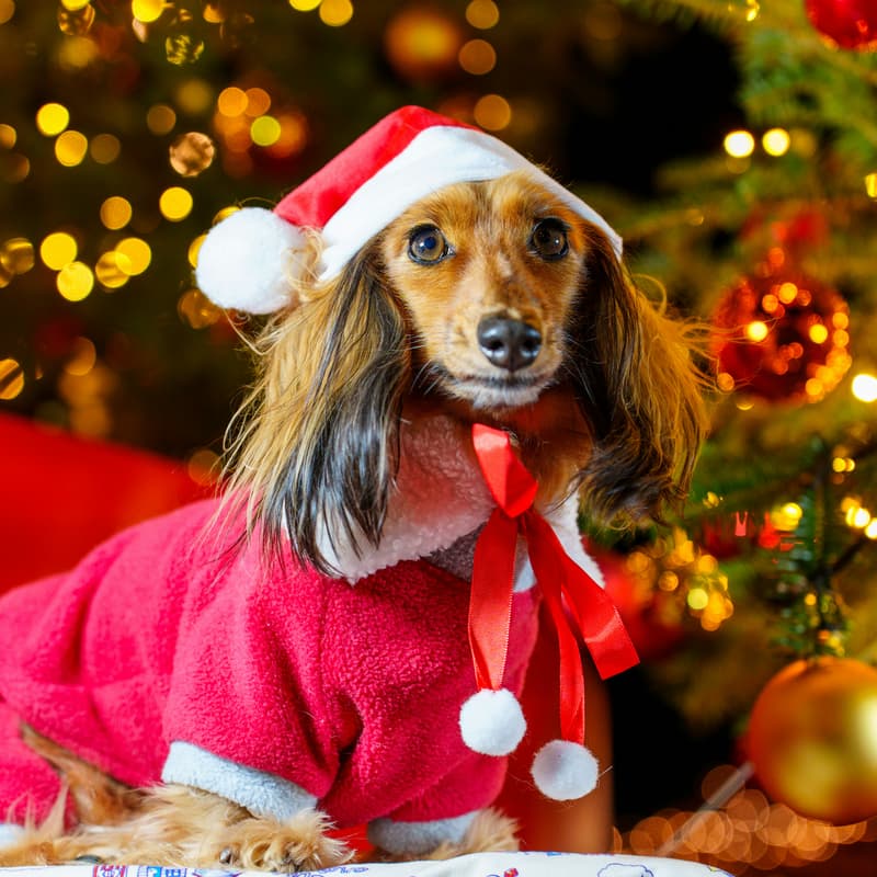 Cover Image for A Very Merry Four Paws Holiday