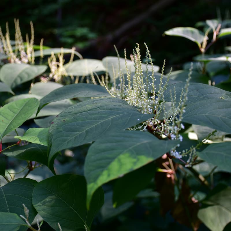 Cover Image for Invasive Plant Workshop - Western Massachusetts
