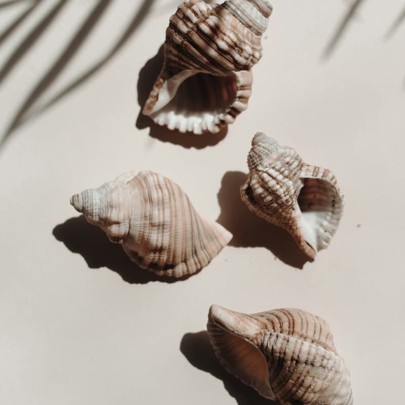 Cover Image for 🌊 Coastal Treasures — A Little Origins x Bmore Mamas Summer Special