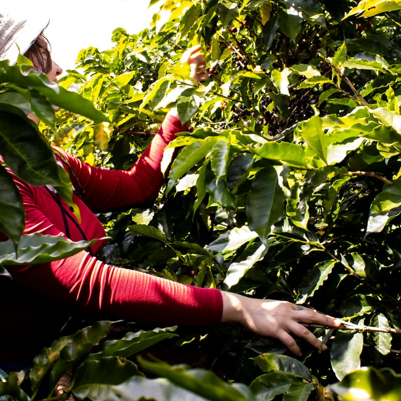 Cover Image for Coffee tour