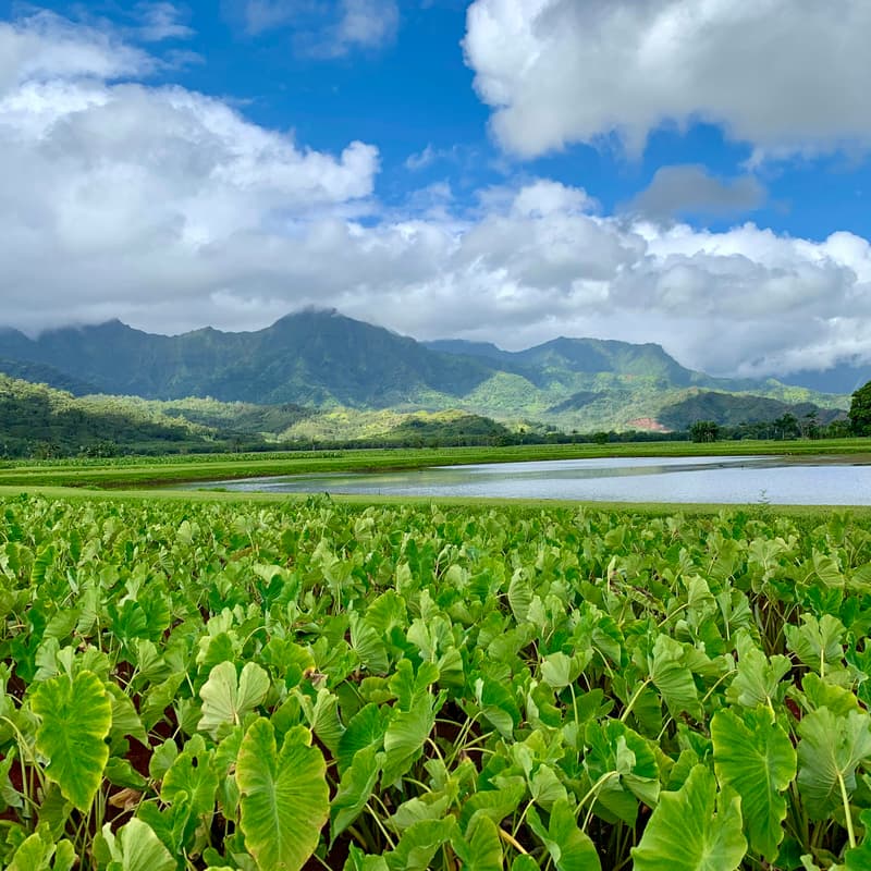 Cover Image for Inventor, AgriFood and Aquaculture Tech Lunch & Learn Workshop: From Idea to Income