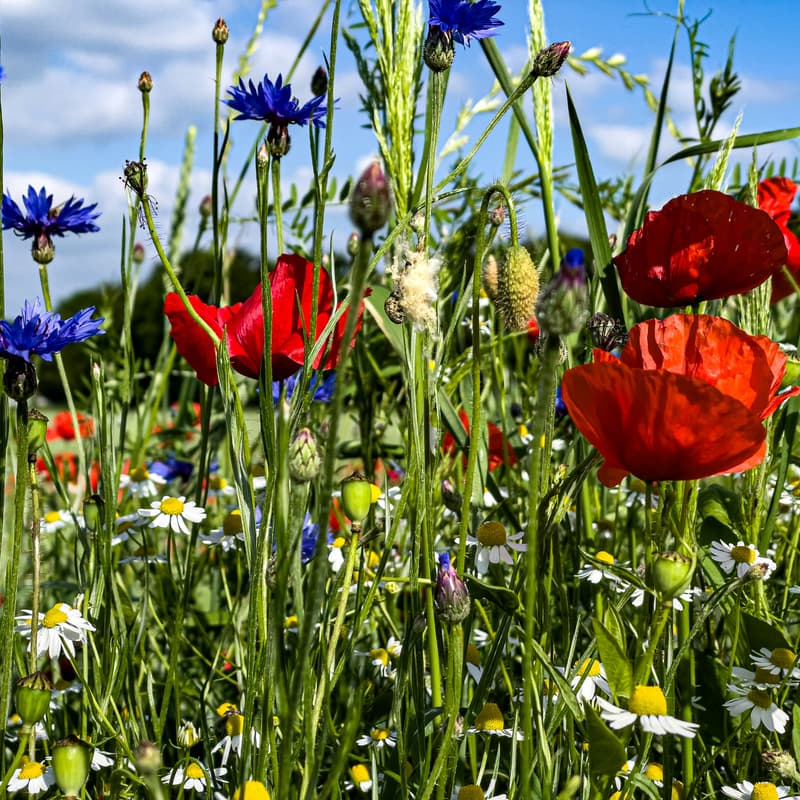 Cover Image for Herbal Harmony: Cultivating Ecosystem Balance in Your Garden