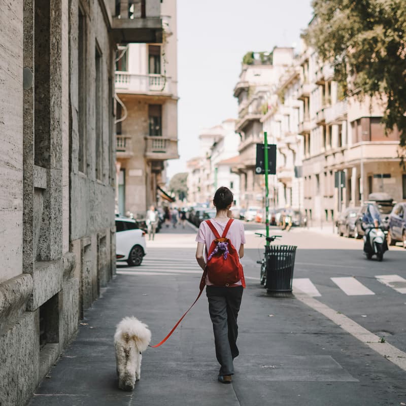 Cover Image for Final Victory Animal Rescue: Doggy Day Out