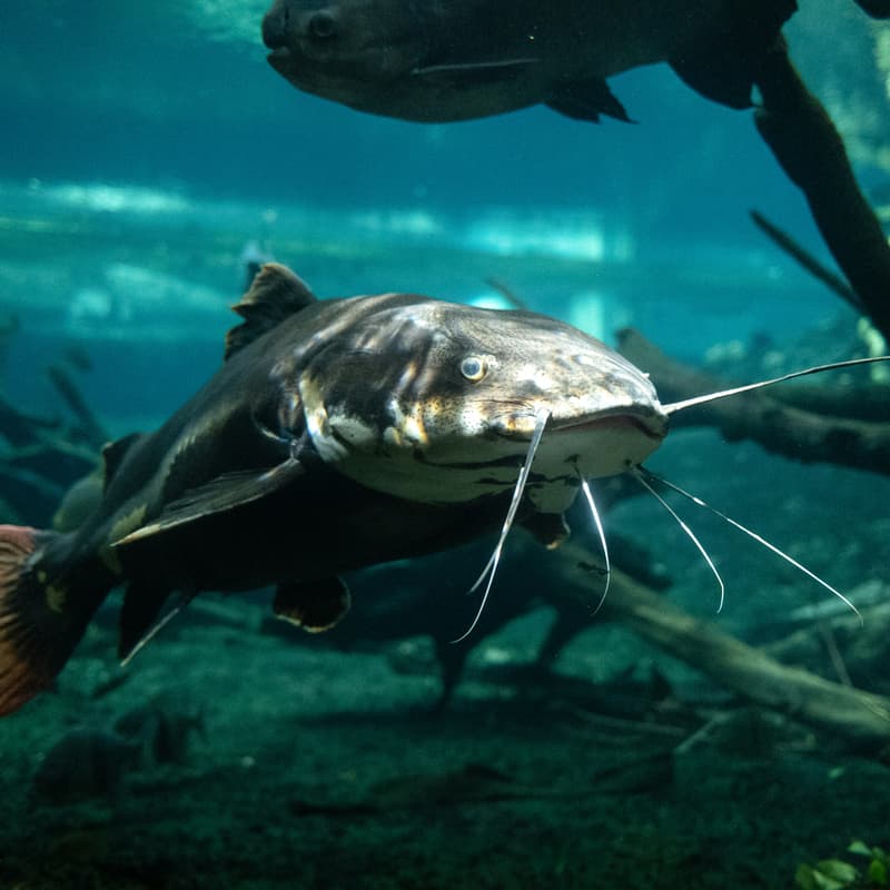 Cover Image for Innovation Conversation: Blue Catfish
