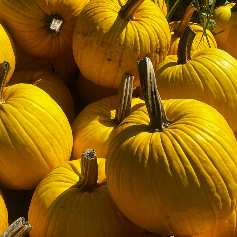 Cover Image for Project Day - Harvest