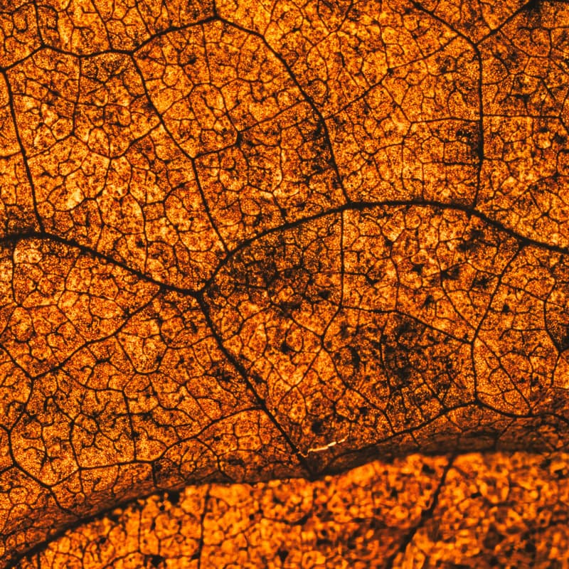 Cover Image for [VIRTUAL WORKSHOP] Flow into Fall: Autumn Equinox Journaling Class