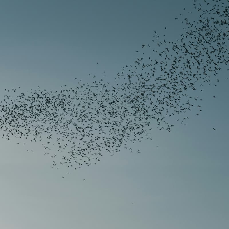 Cover Image for 👾 Agent Swarm Live Build Session: Multi-Agent Automations