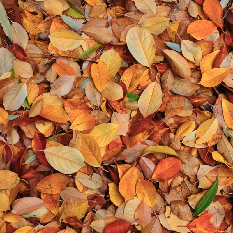 Cover Image for Scent Match: Autumn Edition 🥮🍂