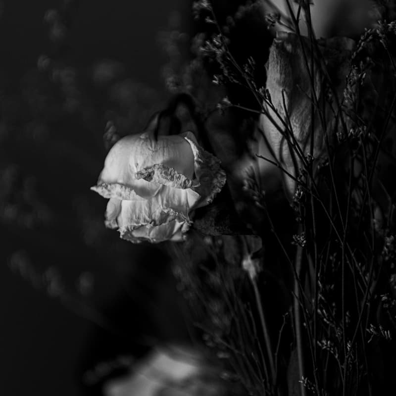 Cover Image for FLORES MALDITAS