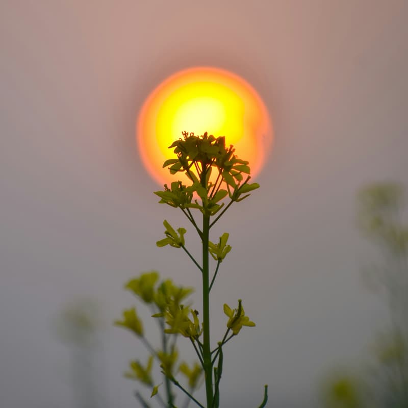 Cover Image for Summer Glow | Sound Bath