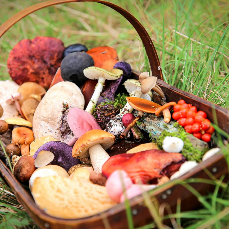 Cover Image for Food and Food Waste Learning Fair with Seattle WAC Community