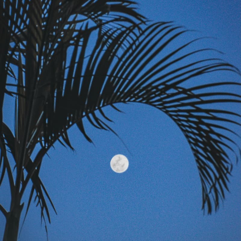 Cover Image for Psychedelic Breath® meets Full Moon