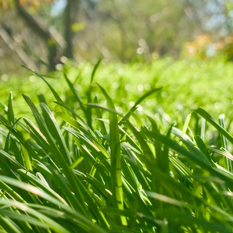 Cover Image for Let's Go Touch Grass | Community Walk & Lunch