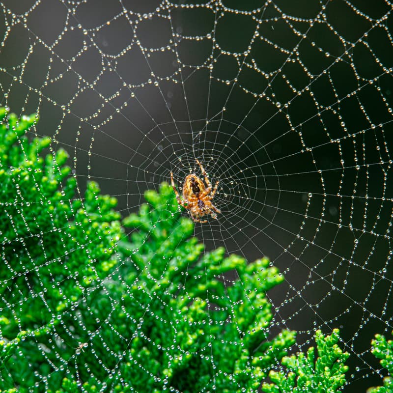 Cover Image for Bioregional Networking Discussion